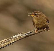 Eurasian Wren