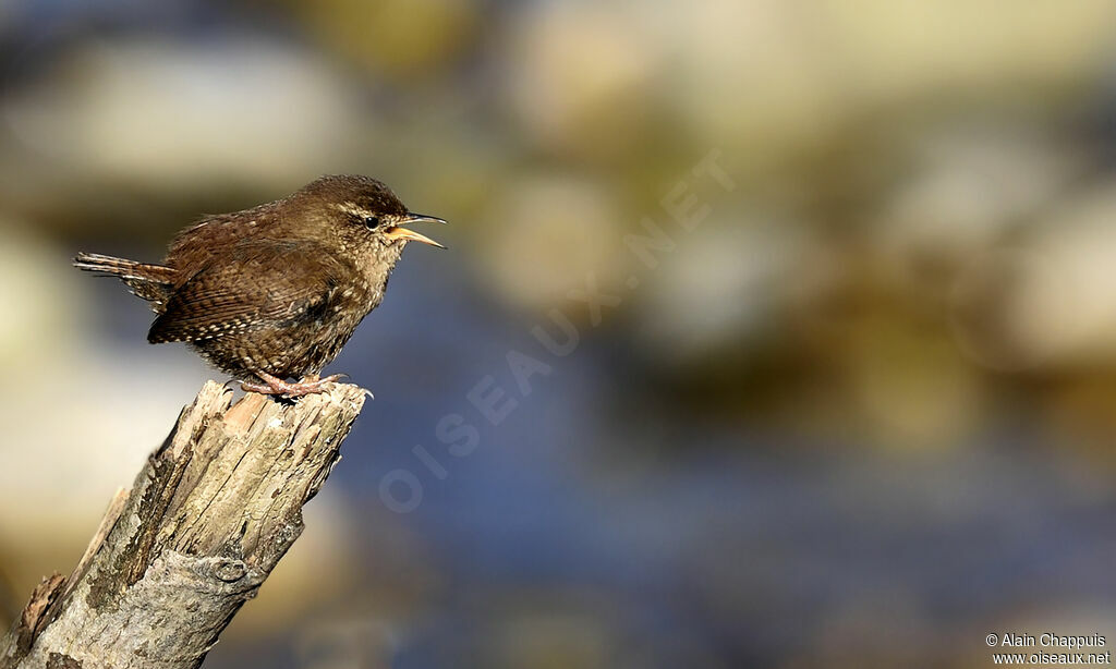 Eurasian Wren male adult, identification, Reproduction-nesting, song, Behaviour