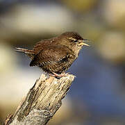 Eurasian Wren