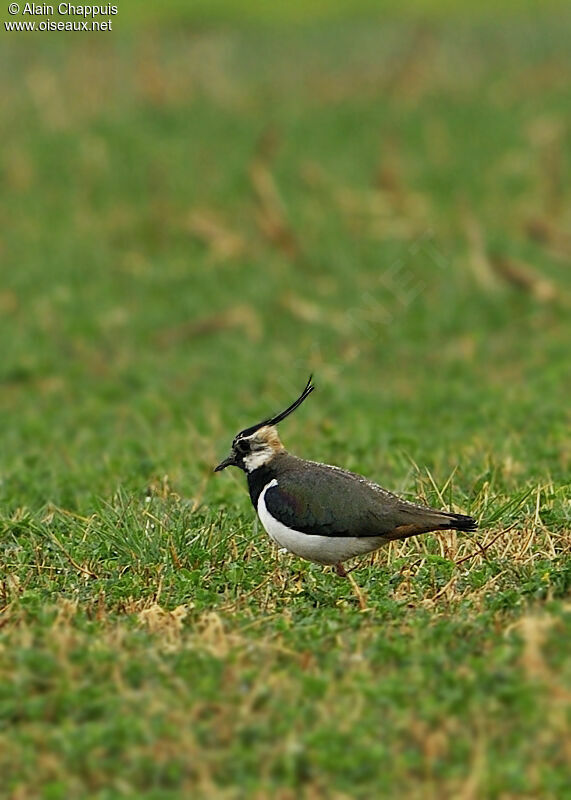 Vanneau huppéadulte, identification, Comportement