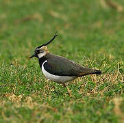 Northern Lapwing