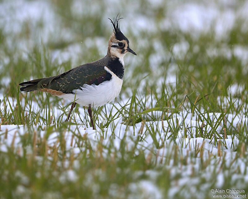 Northern Lapwingadult post breeding, identification