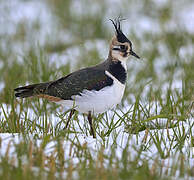 Northern Lapwing