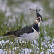 Northern Lapwing