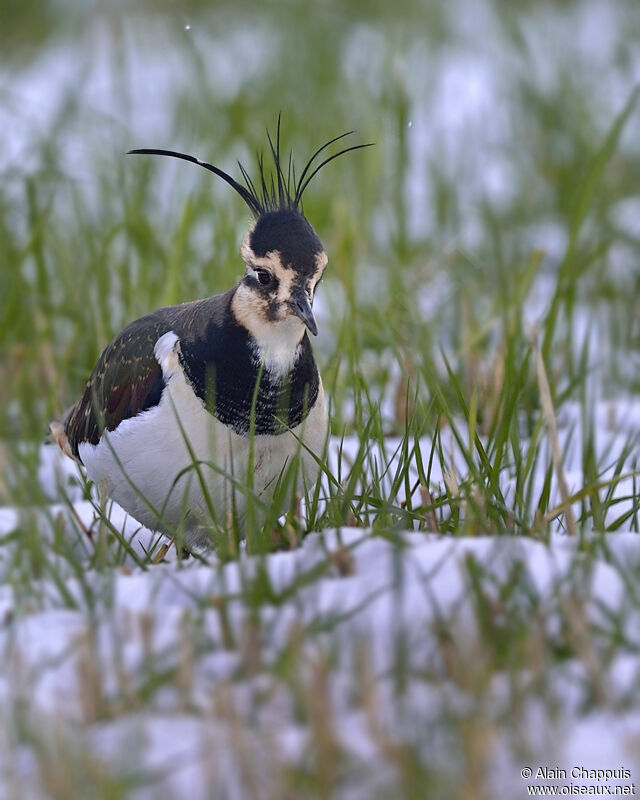 Northern Lapwingadult post breeding, identification