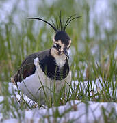 Northern Lapwing