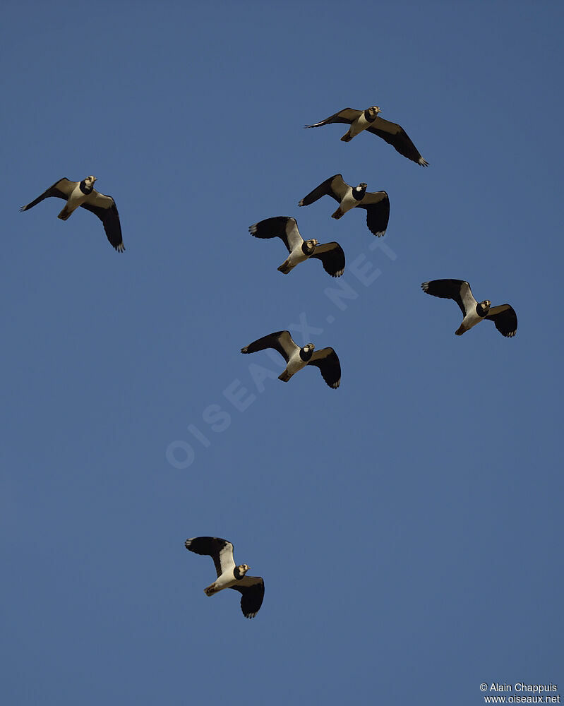 Northern Lapwingadult, identification, Flight, Behaviour