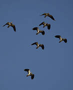 Northern Lapwing