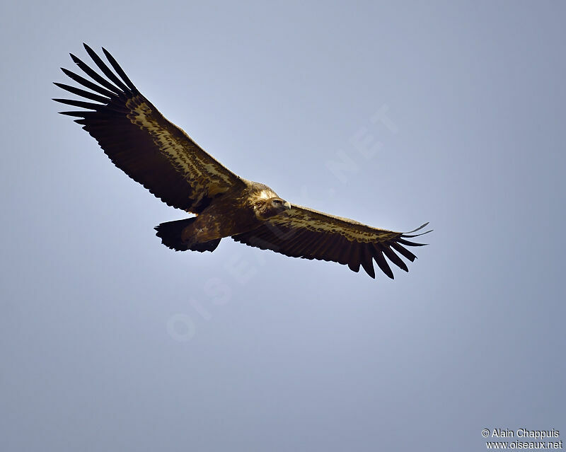 Griffon Vultureadult, identification, Flight, Behaviour