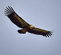 Griffon Vulture