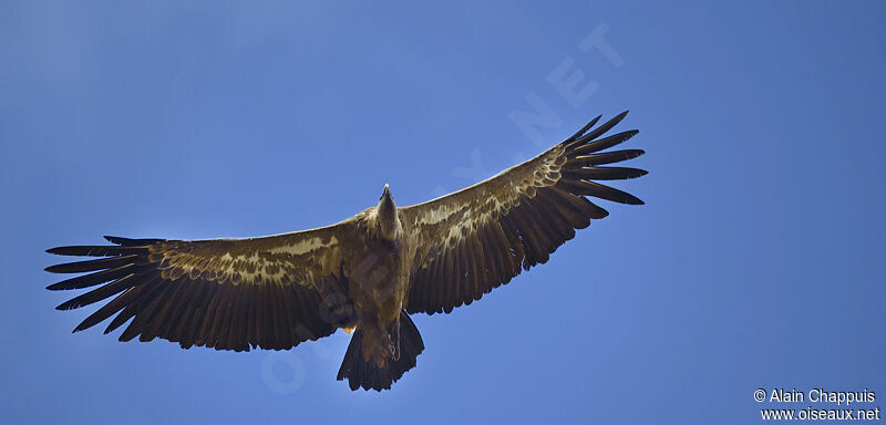 Griffon Vultureadult, identification, Flight, Behaviour