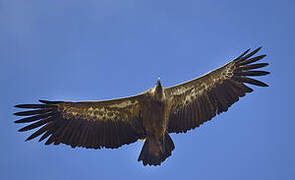 Griffon Vulture