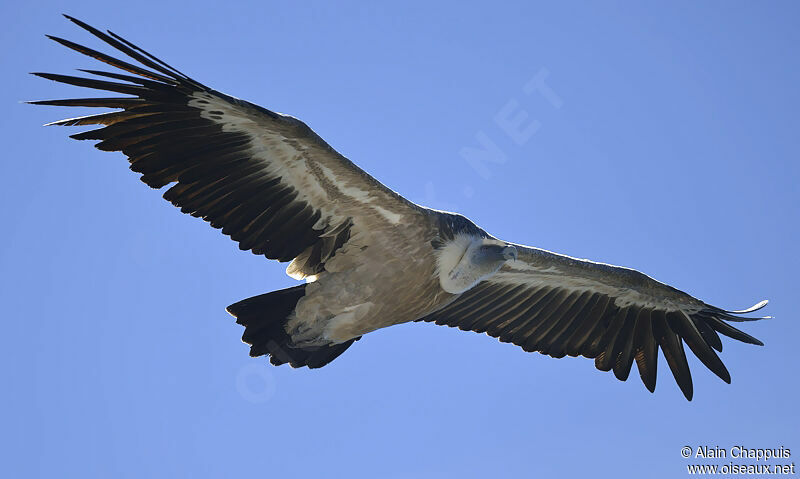 Griffon Vultureadult, identification, Flight, Behaviour