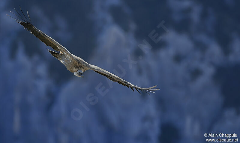 Griffon Vultureadult, identification, Flight, Behaviour