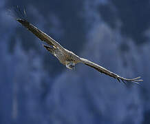 Griffon Vulture