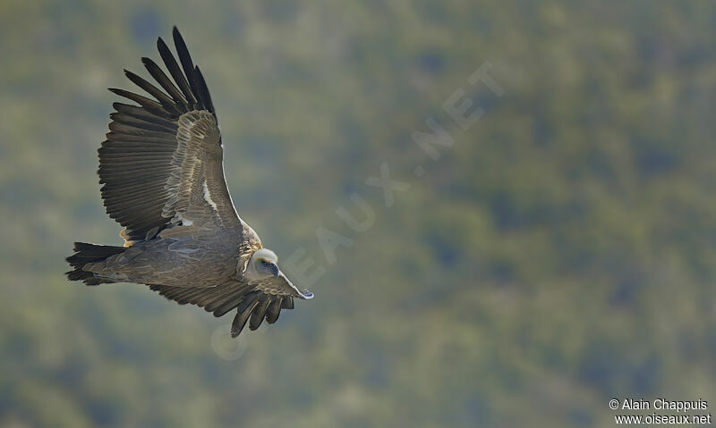 Griffon Vultureadult, identification, Flight, Behaviour