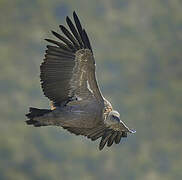 Griffon Vulture