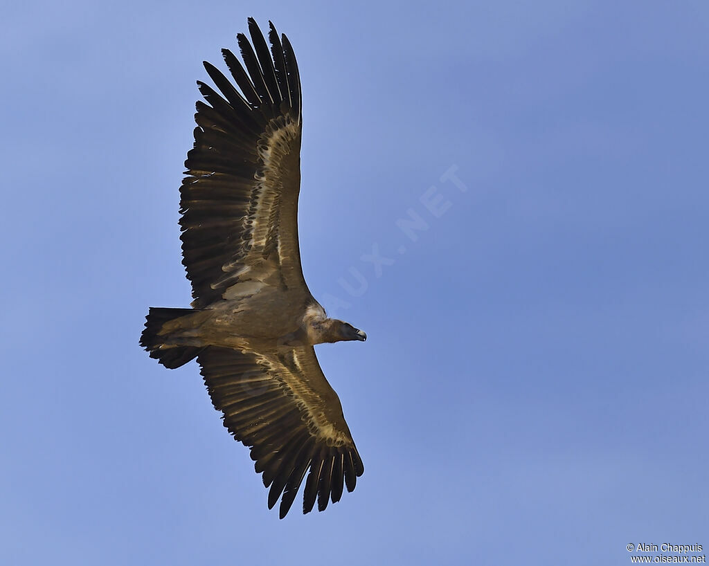 Griffon Vultureadult, identification, Flight, Behaviour