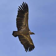 Griffon Vulture