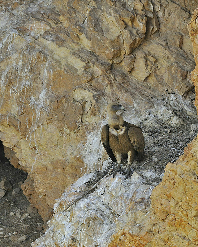 Griffon Vulture female adult, identification, Reproduction-nesting