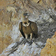 Griffon Vulture