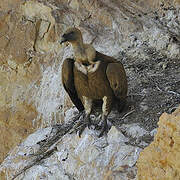 Griffon Vulture