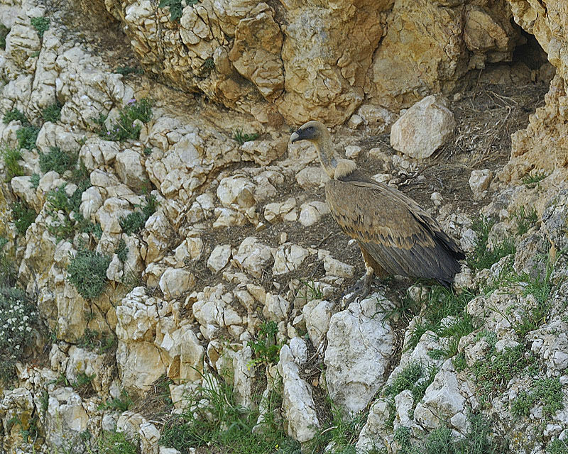 Griffon Vulture female adult, identification, Reproduction-nesting