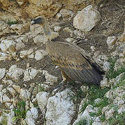 Griffon Vulture