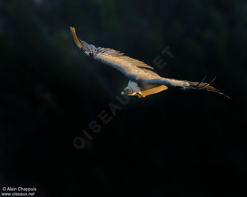 Griffon Vultureadult, identification, Flight, Behaviour