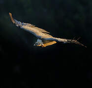 Griffon Vulture