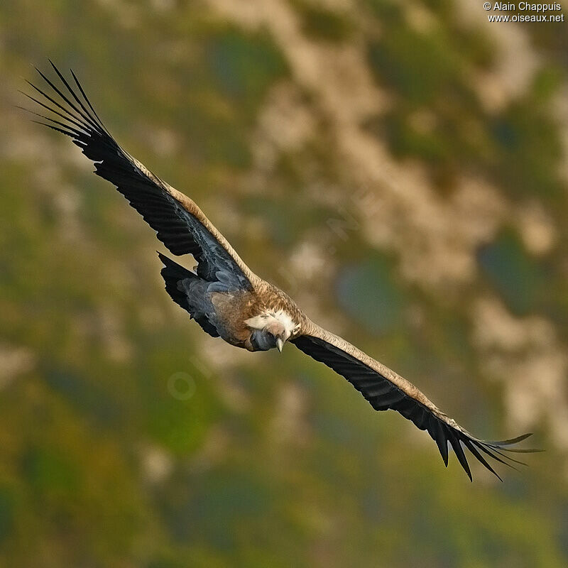 Griffon Vultureadult, identification, Flight, Behaviour