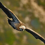 Griffon Vulture