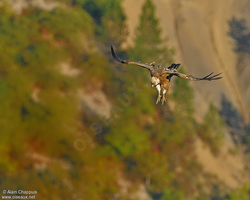 Griffon Vultureadult, identification, Flight, Behaviour