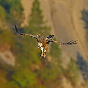 Griffon Vulture