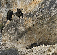 Griffon Vulture