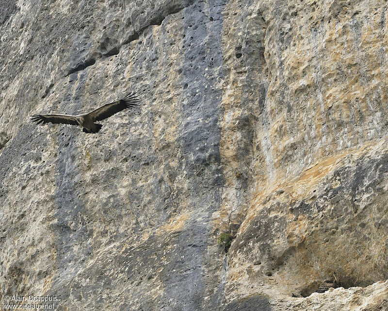 Griffon Vulture adult, identification, Flight, Reproduction-nesting