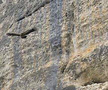 Griffon Vulture