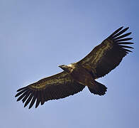 Griffon Vulture