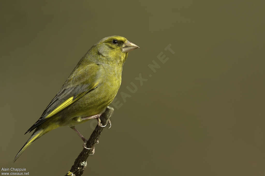 European Greenfinch male adult, identification, close-up portrait, habitat