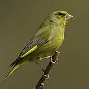 European Greenfinch