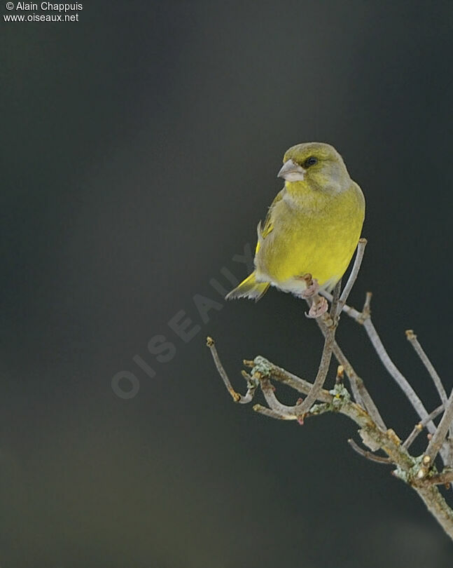 European Greenfinch male adult, identification