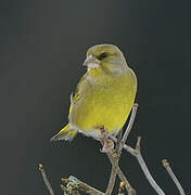 European Greenfinch