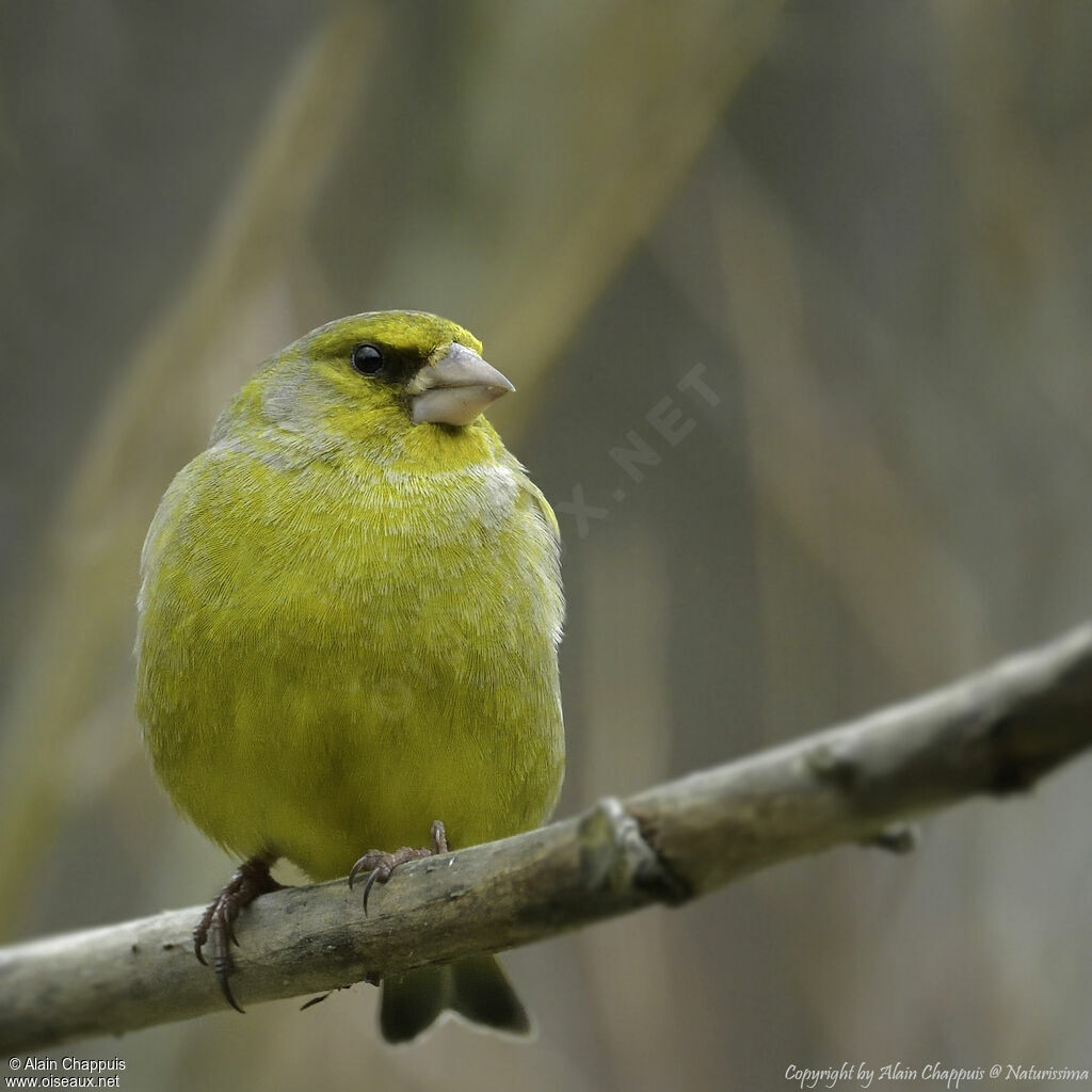 European Greenfinch male adult, identification, close-up portrait, habitat