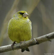 European Greenfinch