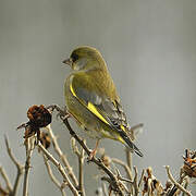 European Greenfinch