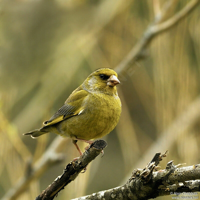 European Greenfinch male adult breeding, identification, Behaviour