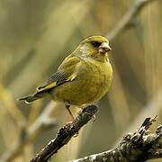 European Greenfinch