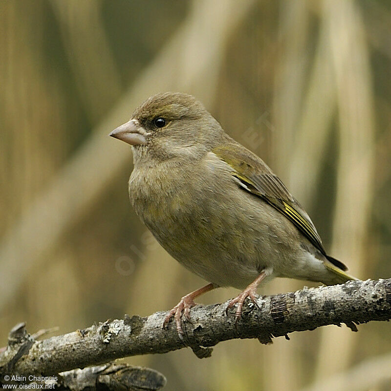 European Greenfinch female adult breeding, identification, Behaviour