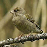 European Greenfinch