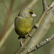 European Greenfinch